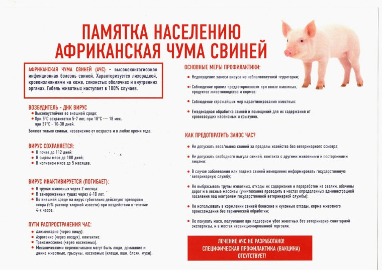 Африканская чума свиней.. Африканская чума свиней..