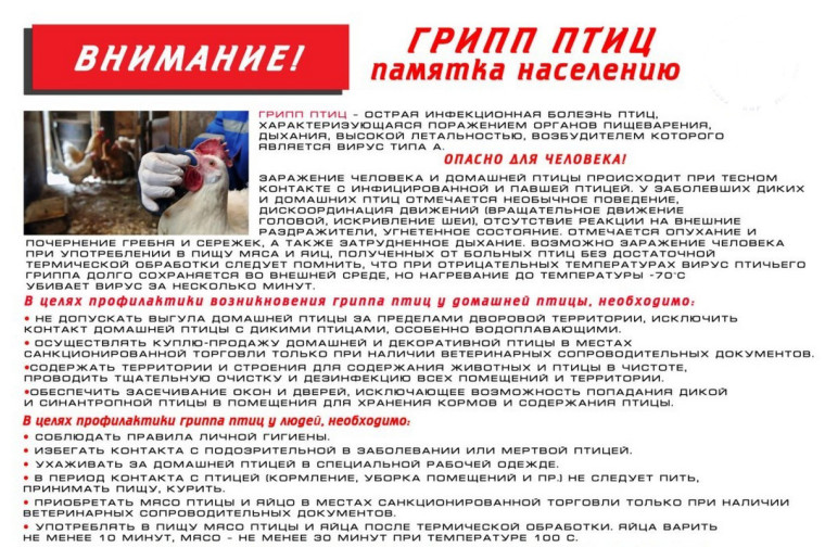 ВЫСОКОПАТОГЕННЫЙ ГРИПП ПТИЦ. ВЫСОКОПАТОГЕННЫЙ ГРИПП ПТИЦ.