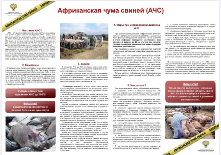 Африканская чума свиней (АЧС). Африканская чума свиней (АЧС).