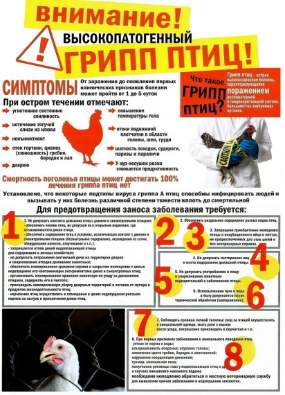 Высокопатогенный грипп птиц. Высокопатогенный грипп птиц.