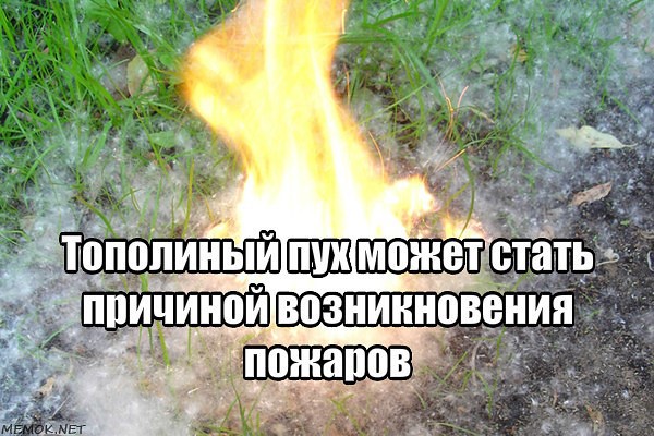 Тополиный пух- пожарная опасность!. Тополиный пух- пожарная опасность!.